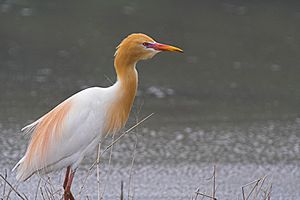 Archivo:Red-flush Cattle Egret
