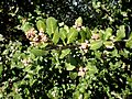 Rhus integrifolia 1c
