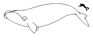 Archivo:Right whale size