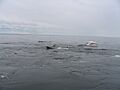 Rorqual 126