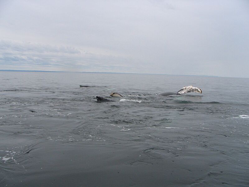 Rorqual 126