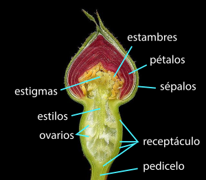 Archivo:Rose flower bud longitudinal cut section spanish labels ovario estilo estigma estambre pétalo sépalo receptáculo pedicelo