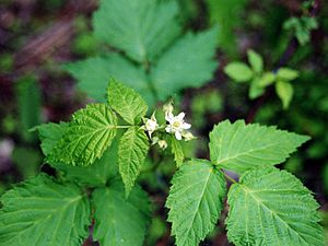 Archivo:Rubus occidentalis NRCS-1