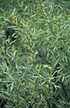 Salixgeyeriana