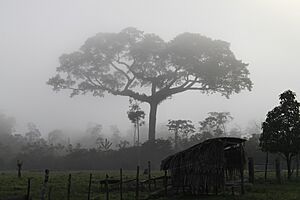 Archivo:Samauma ao amanhacer
