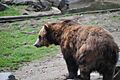 Sitka brown bear