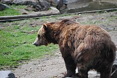 Sitka brown bear.jpg