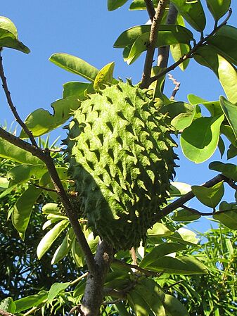 Soursop (6992565351)