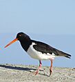 South Island pied oystercatcher