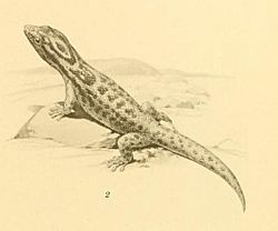 Sphaerodactylus macrolepis 01-Barbour 1921.jpg