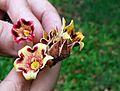 Sterculia Apetala Flowers; Ala Moana Park; Wendy Cutler
