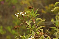 Stevia lucida.jpg