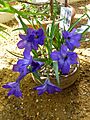 Tecophilaea cyanocrocus var. violacea (Liliaceae) plant