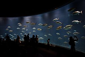 Archivo:Tokyo Sea Life Park (28422846114)
