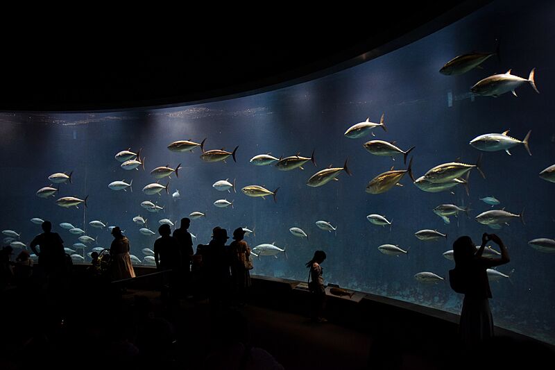 Tokyo Sea Life Park (28422846114)