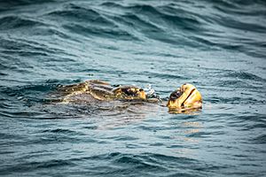 Archivo:Tortugas marinas durante el apareamiento.