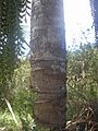 Tronco Buriti