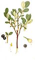 Vaccinium uliginosum