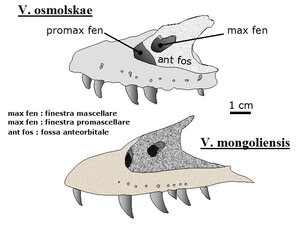 Archivo:Velociraptor osmolenskkae-mongoliensis skull