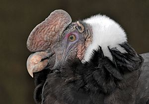 Archivo:Vultur gryphus head (Linnaeus, 1758)