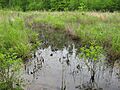 Western Highland Rim- Bottomland Emergent Marsh, (Marks Slough)