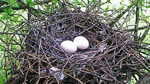 Archivo:Wood Pigeon Nest 10-04-09 (3651611018)