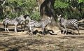 Zebras in the zoo (I)