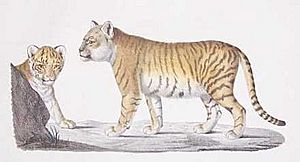 Archivo:1799-liger