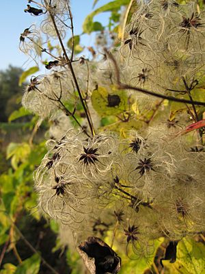 Archivo:20121023Waldrebe Schleiwiese2