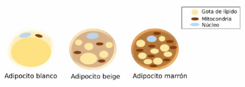 Adipocyte types-es.png