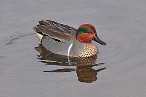 Archivo:Anas carolinensis (Green-winged Teal) male