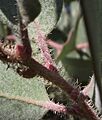 Arcto pungens hairs