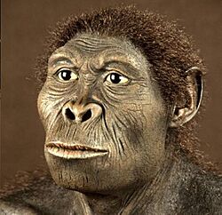 Australopithecos bahrelghazali.jpg