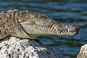 Archivo:Biscayne American Crocodile NPS1