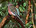 Bourke's Parrot - Neopsephotus bourkii
