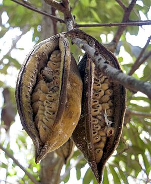 Archivo:Brachyciton rupestre fruits