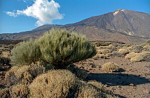 Archivo:Caldera de las Cañadas 02(js)