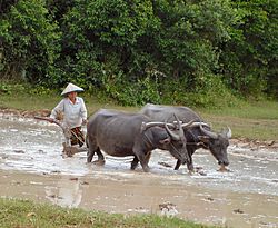 Archivo:Cambodia buffaloes in paddy fields