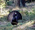 Capercaillie Lomvi 2004