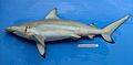 Carcharhinus amblyrhynchoides phuket