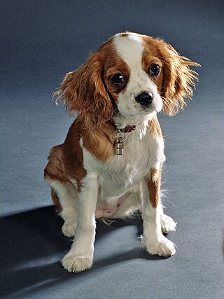 Cavalier King Charles Spaniel-female.jpg