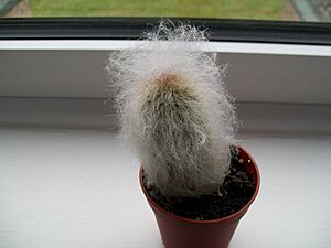 Archivo:Cephalocereus senilis? (3529533960)