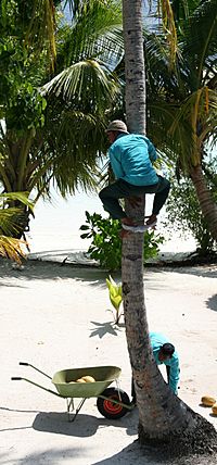 Archivo:Coconut harvest