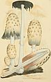 Coloured Figures of English Fungi or Mushrooms - t. 189