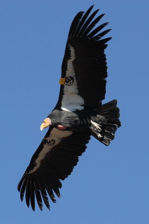 Archivo:Condor in flight