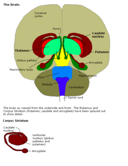 Archivo:Constudoverbrain - 2