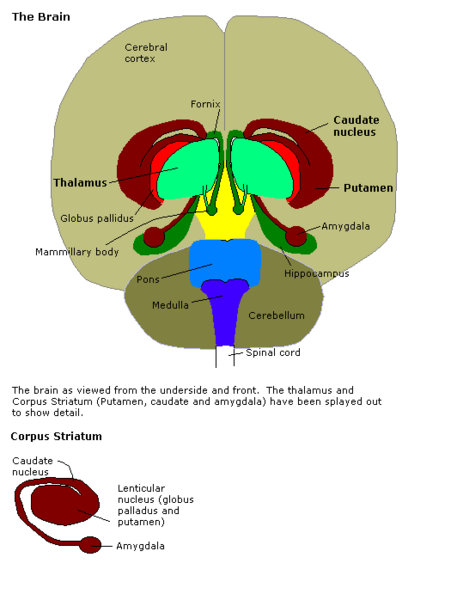 Constudoverbrain - 2