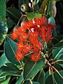 Corymbia ficifolia Flowers