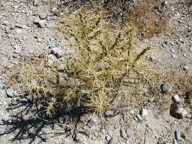 Cylindropuntia kleiniae 2