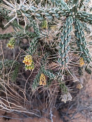 Archivo:Cylindropuntia whipplei 14
